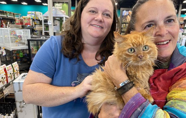 Animal House: COMMUNITY CATS LOST or ABANDONED PETS, STRAYS & FERAL
