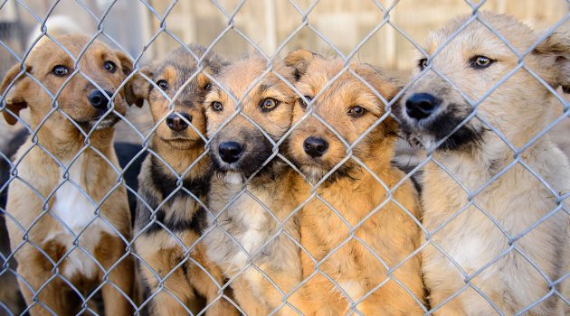 ACPS SHELTER FULL: Critical Need for Adoptions & Fosters