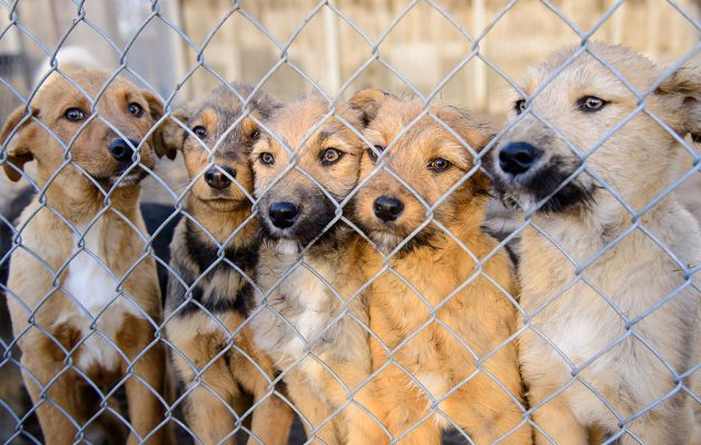 ACPS SHELTER FULL: Critical Need for Adoptions & Fosters