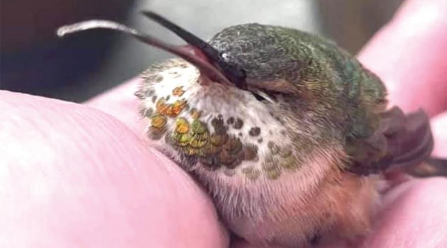 Animal House: HUMMINGBIRDS