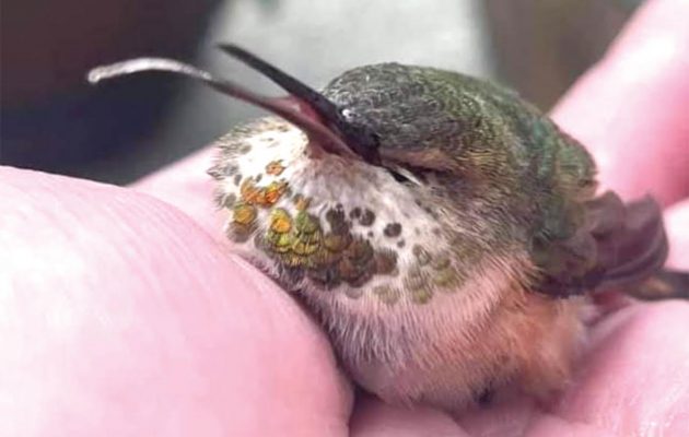 Animal House: HUMMINGBIRDS