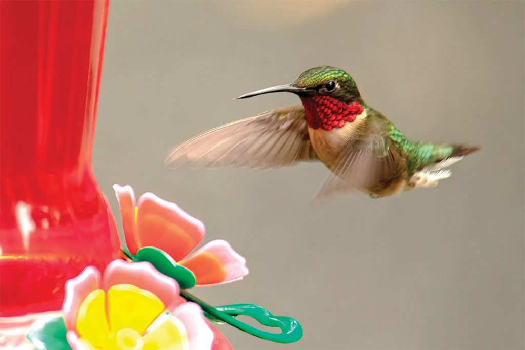 Male Ruby-throated hummingbird