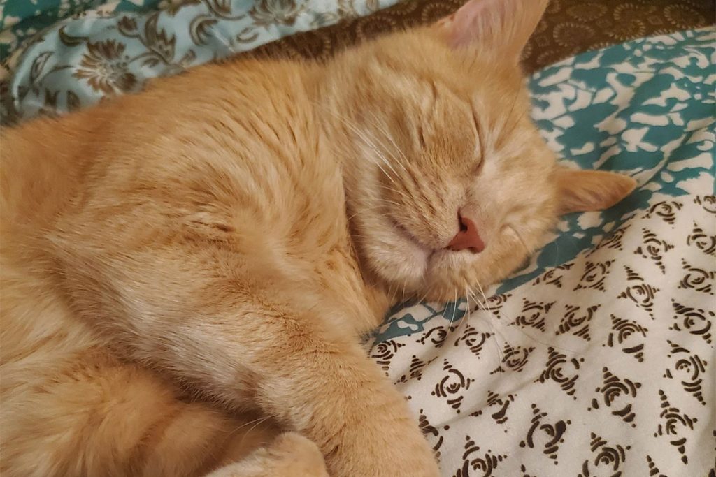 Gus