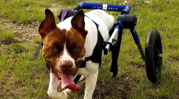 Animal House: Disabled & Special Needs Pets Can Be Perfect Companions