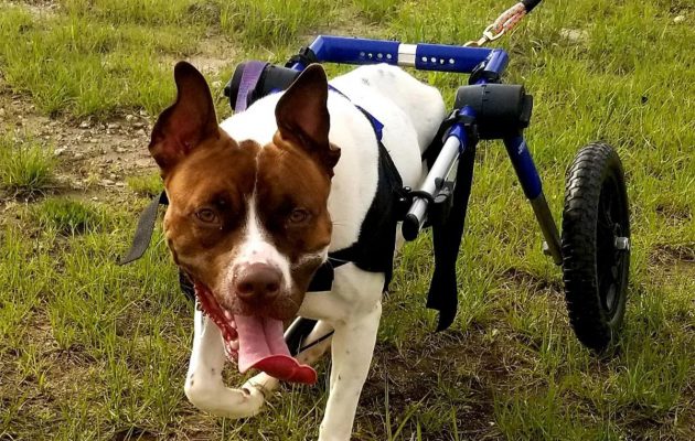 Animal House: Disabled & Special Needs Pets Can Be Perfect Companions Animal House: Disabled & Special Needs Pets Can Be Perfect Companions