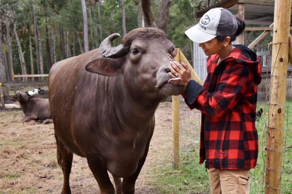Punita with a buffalo | Picture credit Will Dickey, Florida Times Union