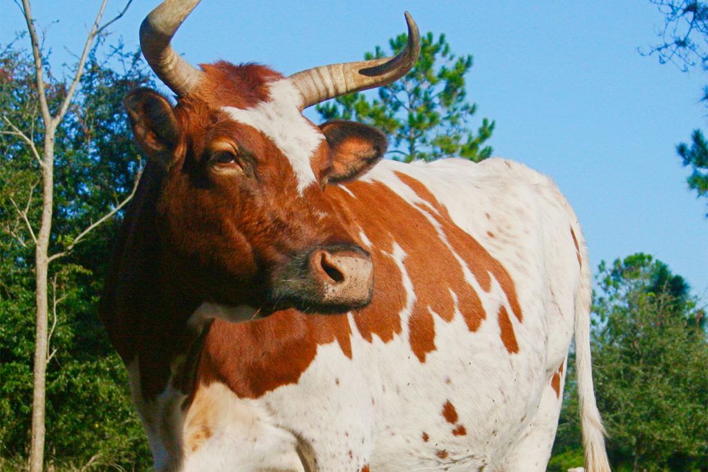 Eunice on the farm