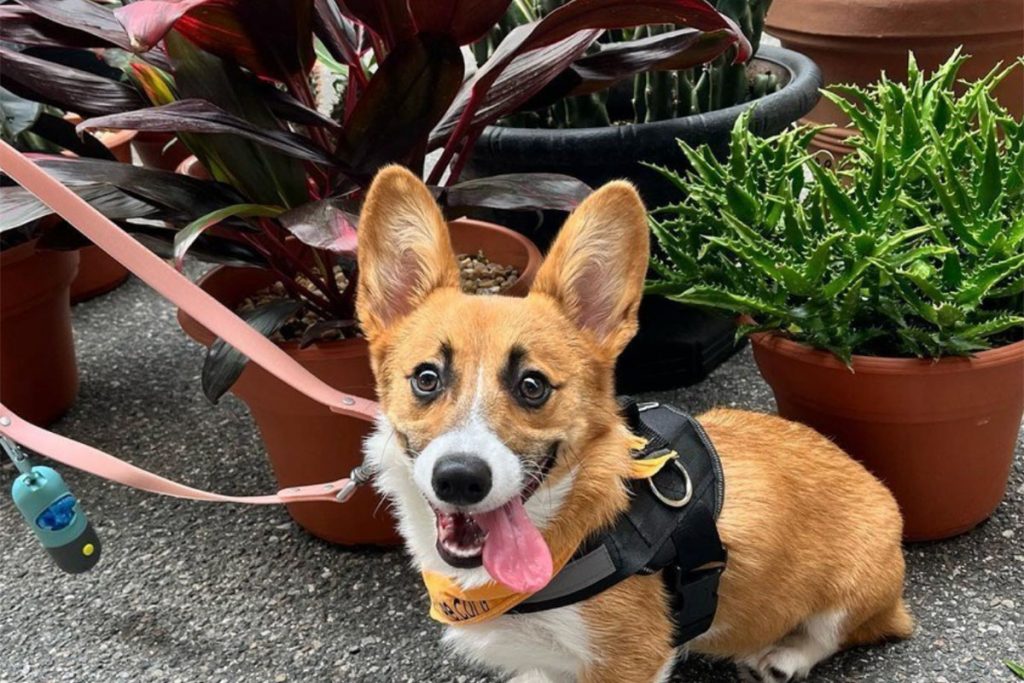 Happy RAM Shopper | Picture Credit: RAM Instagram