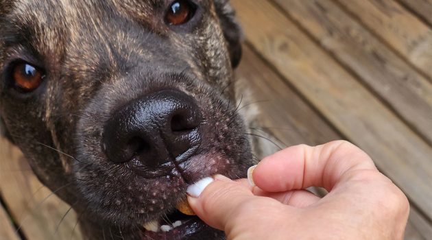 Animal House: Heartworm Disease Updates