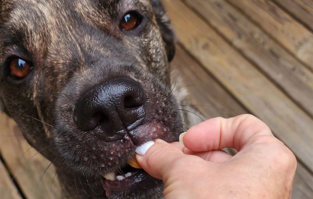 Animal House: Heartworm Disease Updates