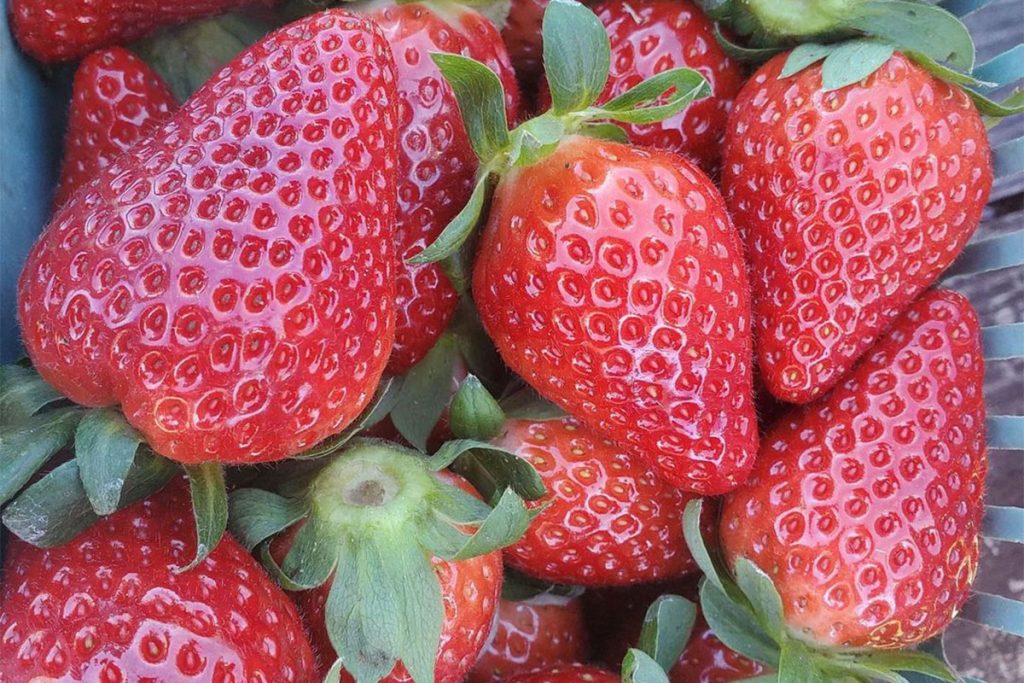 Fresh strawberries | Picture Credit - Down to Earth Farm