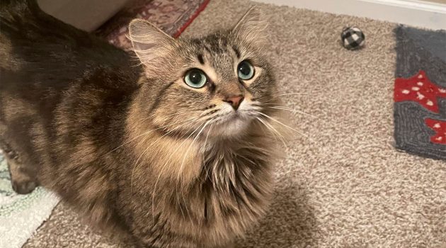 Animal House: Kittens, Kitnapping & Krusaders