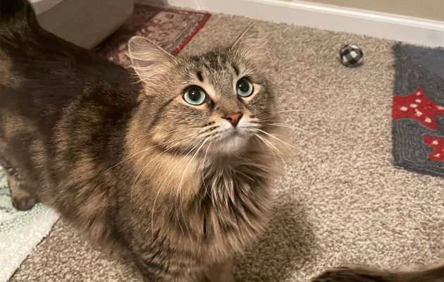 Animal House: Kittens, Kitnapping & Krusaders