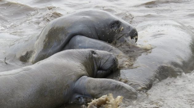 On the Lookout for the St. Johns’ Gentle Giants