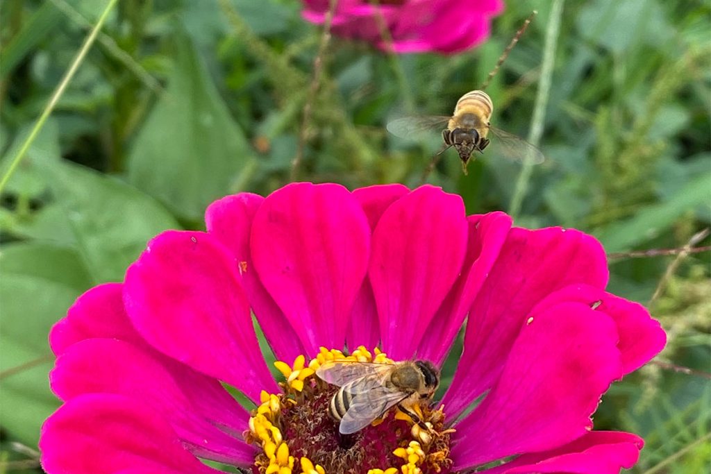flowers and bees