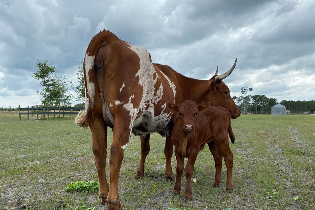 heifer and calf