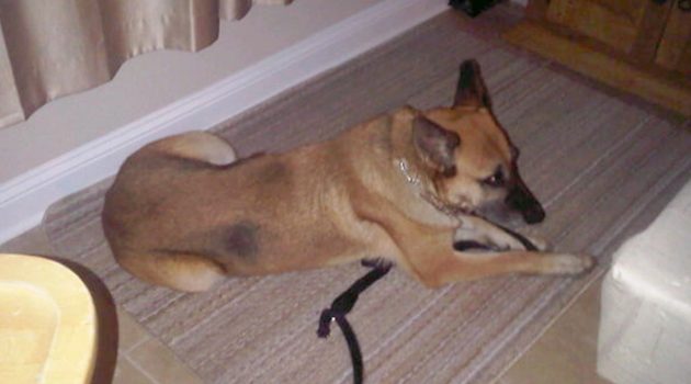 Animal House: Saving Sammy