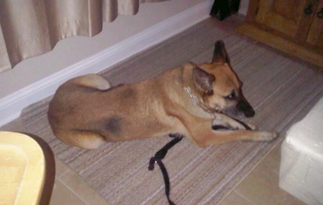 Animal House: Saving Sammy