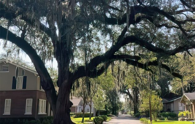 Our Crowning Jewel: The Riverside-Avondale tree canopy provides more than shade