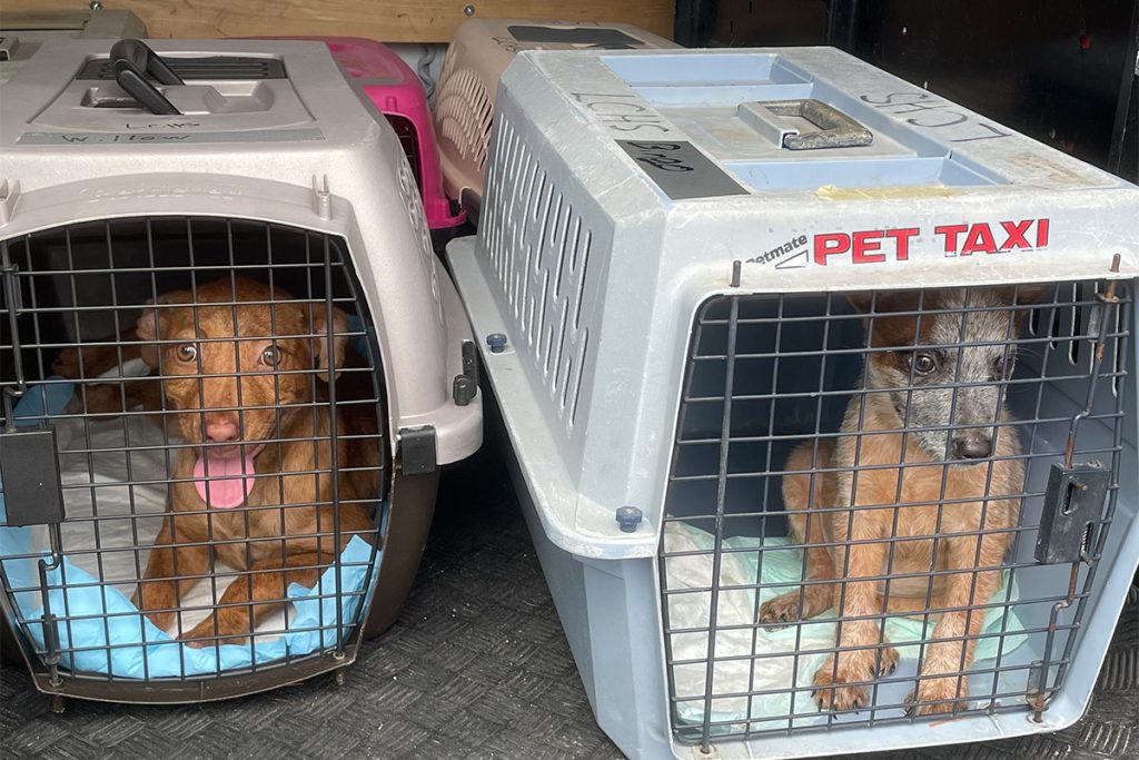 Puppies getting ready to board the plane.