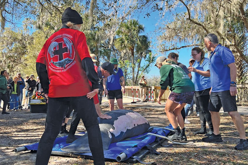 A recovered Asha is prepared for transport back to the wild. | Photo/FWC-FWRI