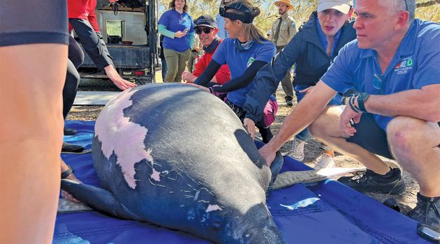 Animal House: Asha, a Manatee Against the Odds