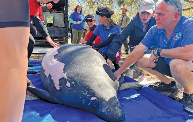 Animal House: Asha, a Manatee Against the Odds Animal House: Asha, a Manatee Against the Odds