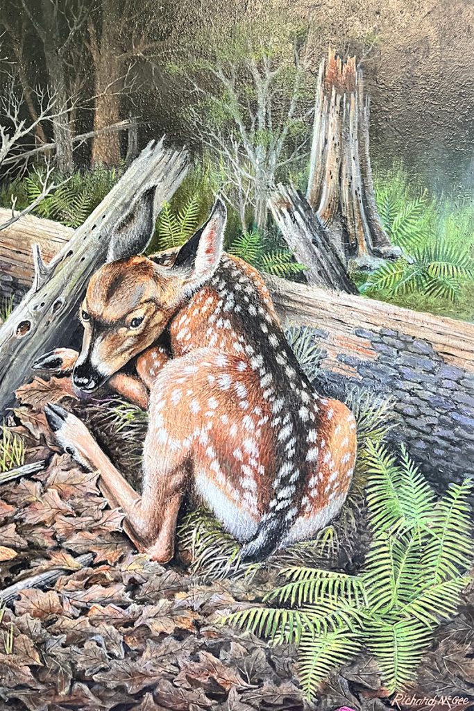 Artist Richard McGee depicts a whitetail fawn in one of his oil paintings.