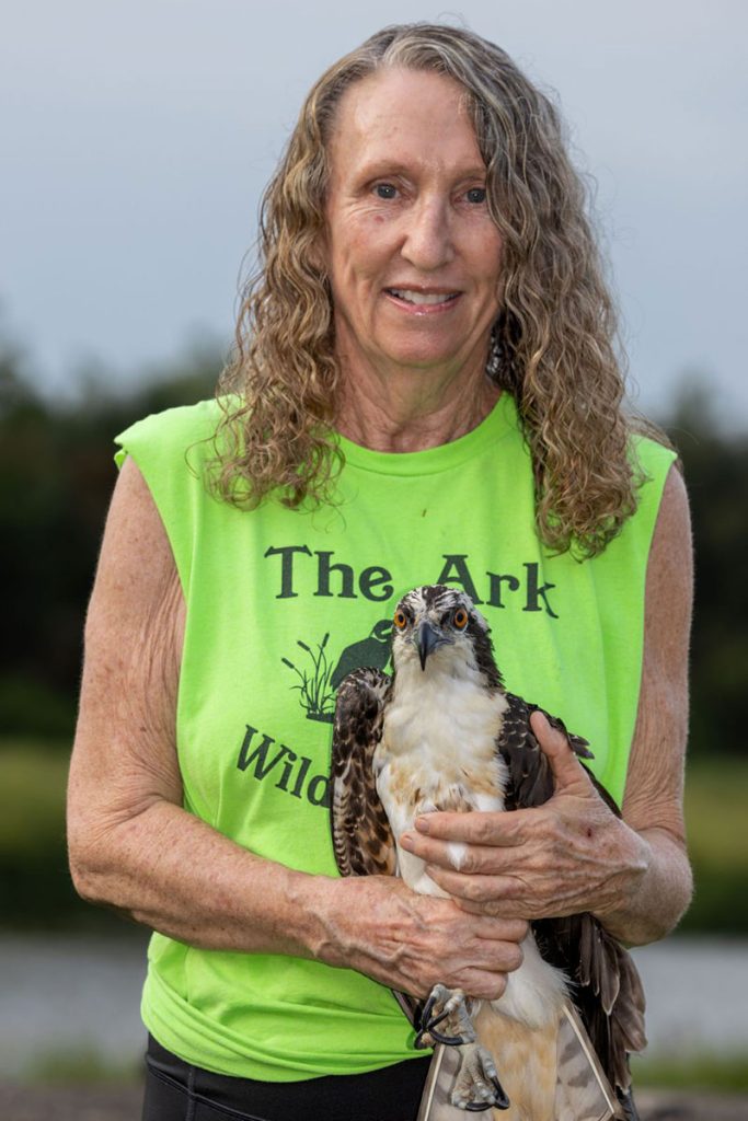Karen Lynch of The Ark Wildlife Rescue holds a juvenile Osprey.