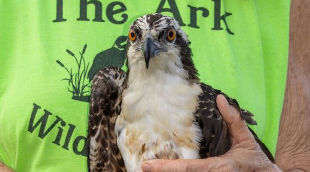 Animal House: Hawk rescue reveals critical rescuer shortage