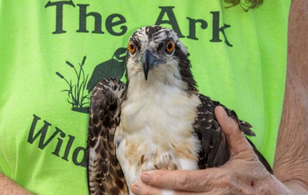 Animal House: Hawk rescue reveals critical rescuer shortage